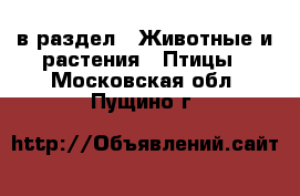  в раздел : Животные и растения » Птицы . Московская обл.,Пущино г.